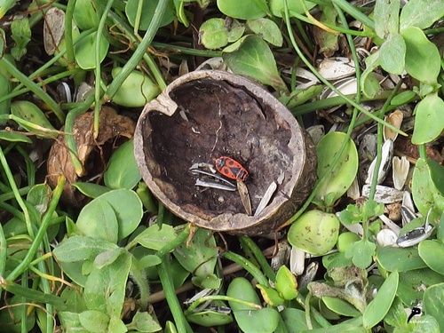 gendarme, ou pyrrhocore, Pyrrhocoris apterus 