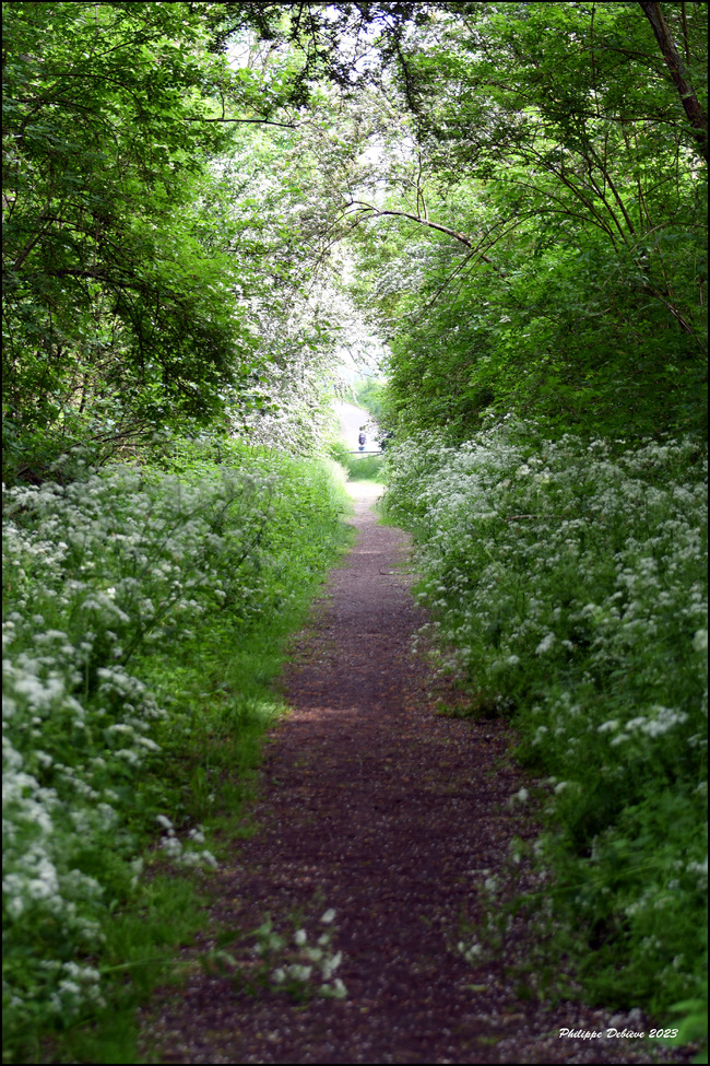 Le marais au fil des saisons (5)