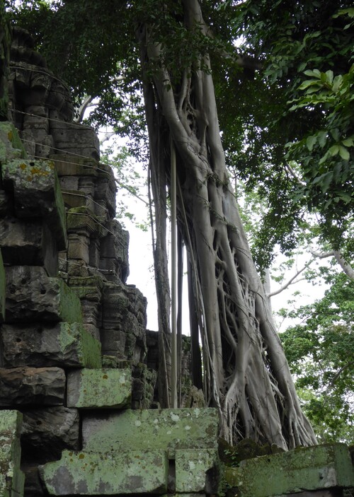 J14,Temples préangkoriens, Siem Reap, Angkor, Cambodge