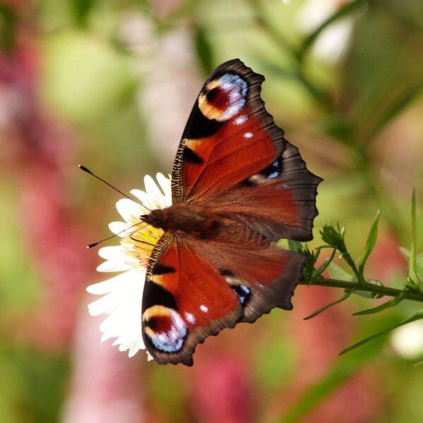 papillon-paon-du-jour.jpg