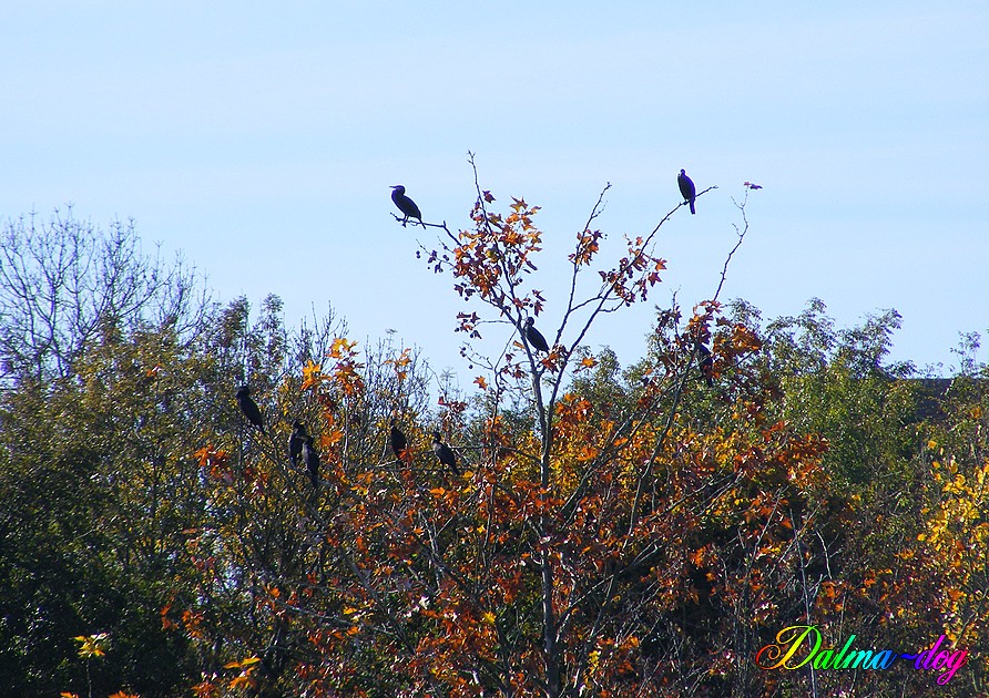 cormorans