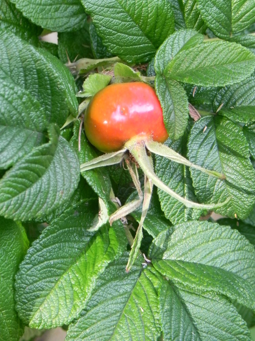 Rosa Rugosa 