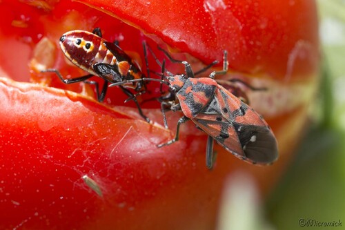 Punaise Spilostethus pandurus sur Asclépiade