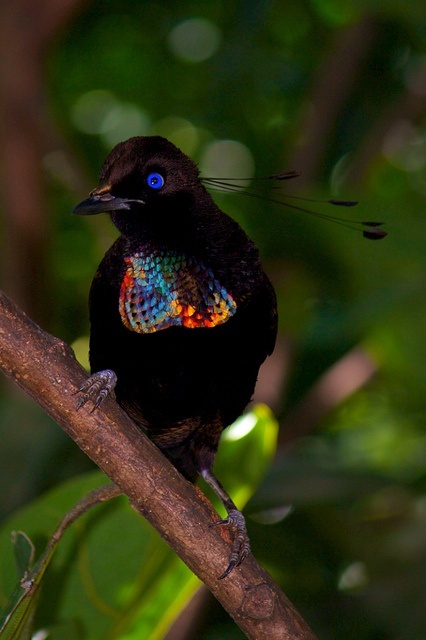 Tanubada, Central, Papua New Guinea by Nick Hobgood on flickr, 