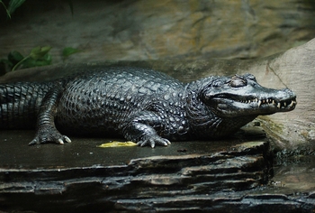 20 - Melanosuchus niger