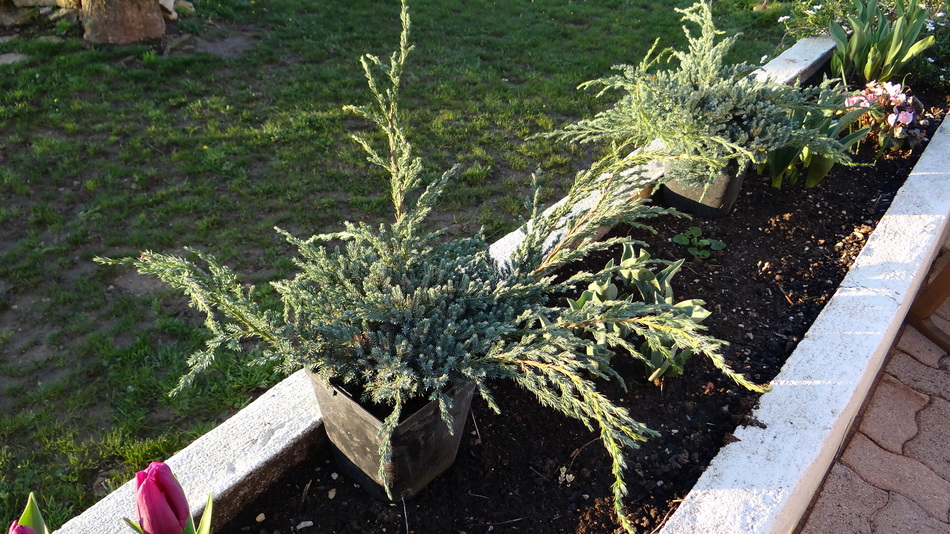 Juniperus Squamata "Blue Carpet"