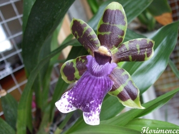 zygopetalum_fleur