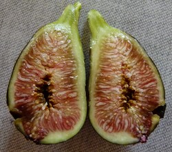 2èmme année de fruits