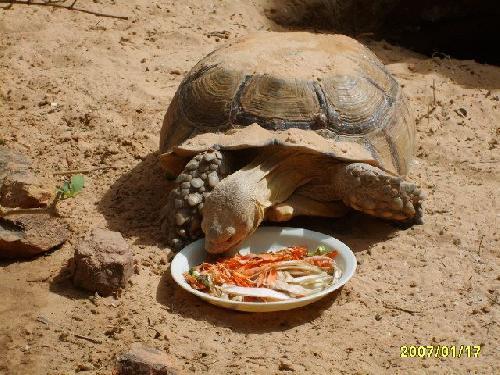 Mauritanie Nouakchott Tortue Menata.