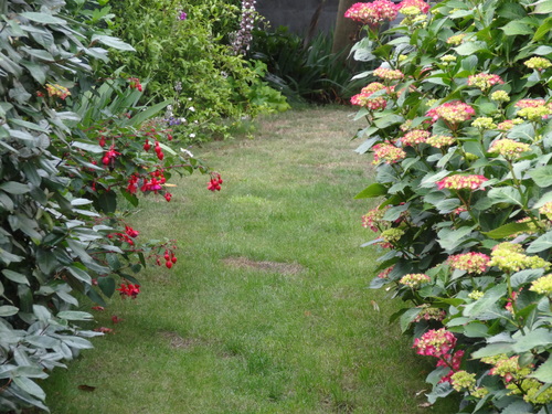 Les hortensias du jardin fin juin