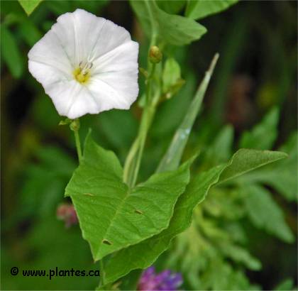 Photo de Liseron des champs - Convolvulus arvensis