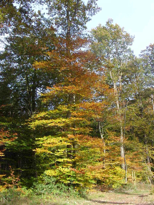 forêt à l'automne