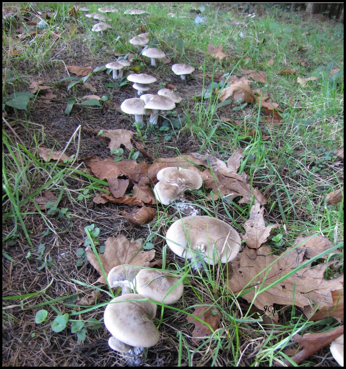  Clytocybe nebularis. 