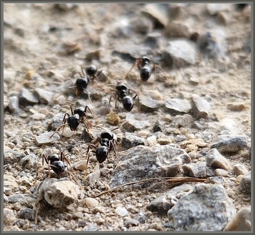 myrmécéen, fourmis
