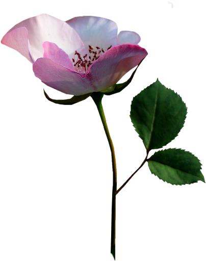 Tubes roses