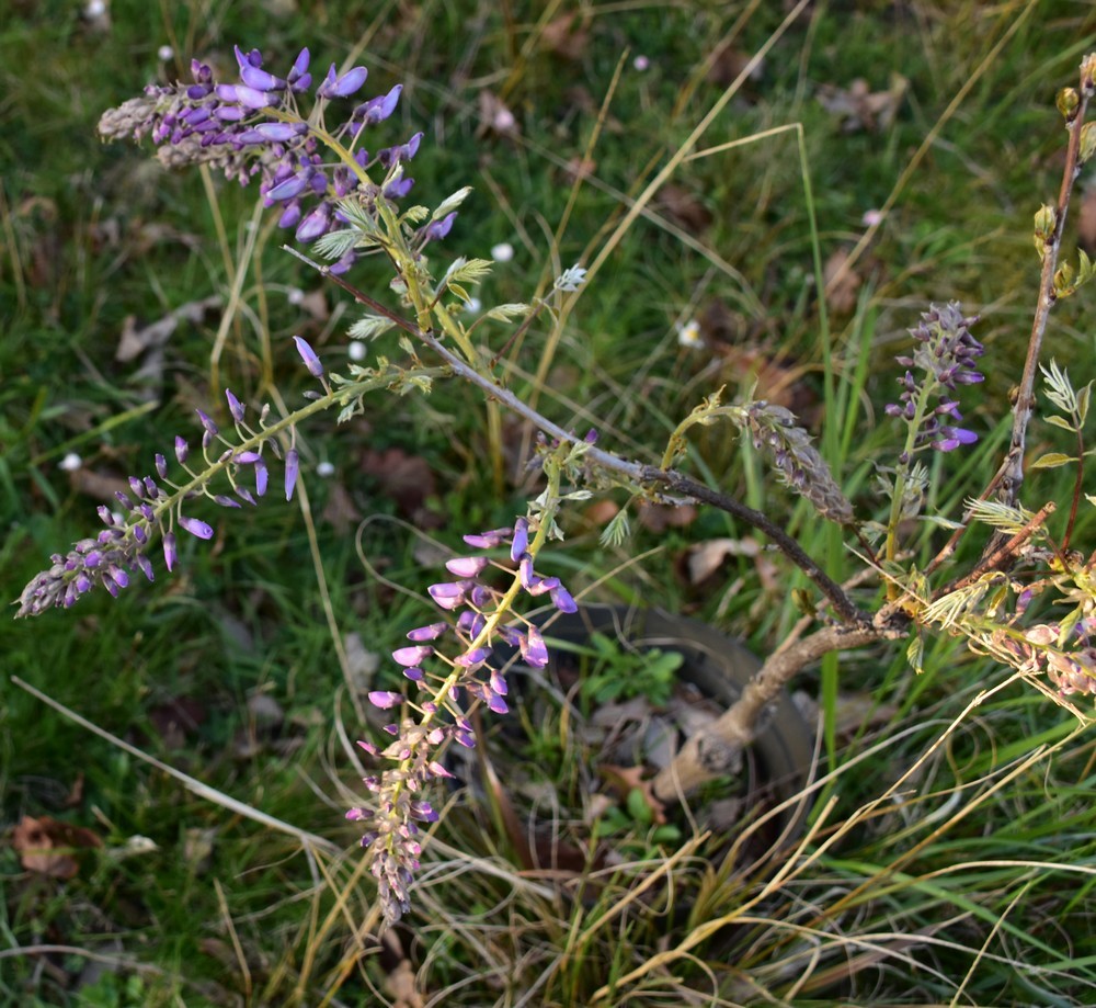 Un amour de glycine - mars 2019...