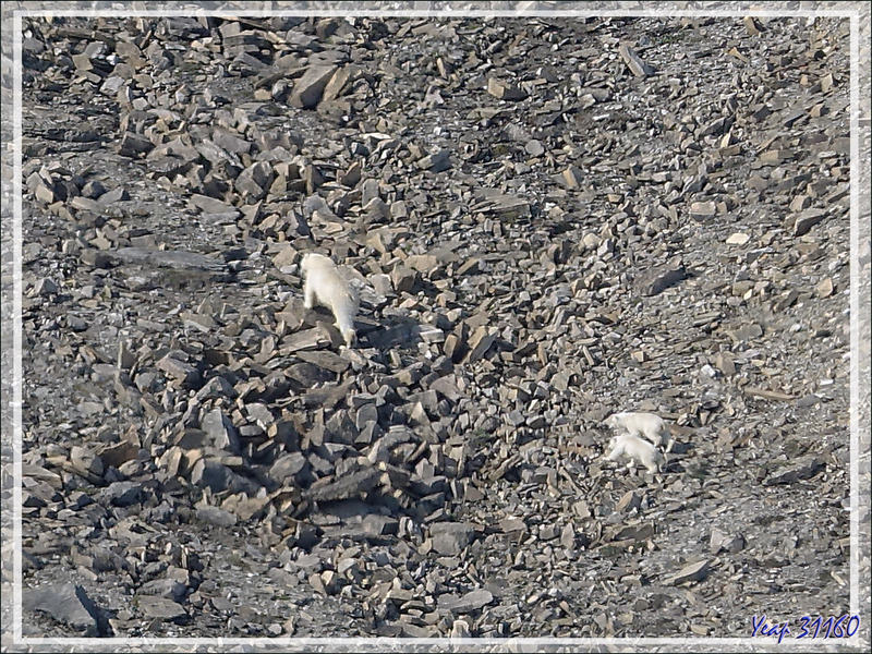 Nous apercevons, loin dans la rocaille, une ourse avec deux oursons de l'année - Croker Bay - Devon Island - Nunavut - Canada