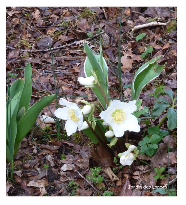 Le printemps arrive dans le jardin.