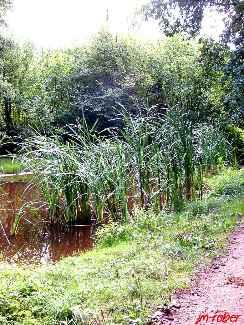 Limoges/Banlieue : Promenons nous dans les bois