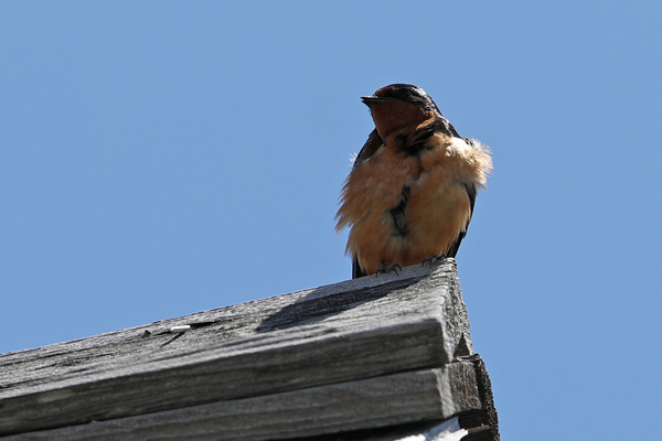 Barn Sallow, Mount Rainier