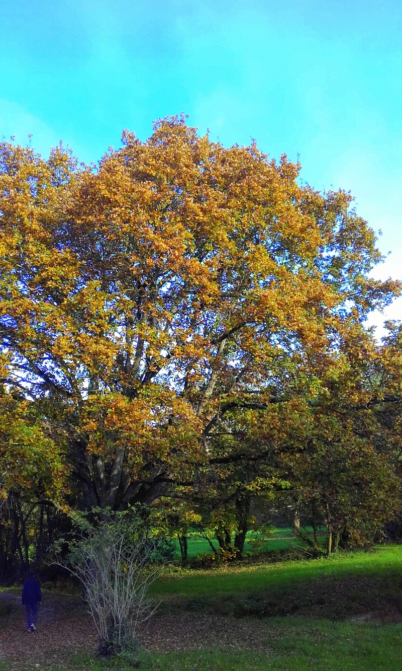  couleur jaune 