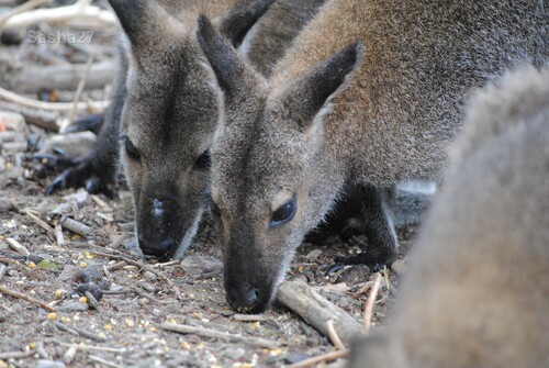 (10) Le wallaby de Bennett. 