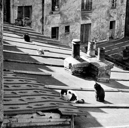 08 - Encore des chats sur les toits
