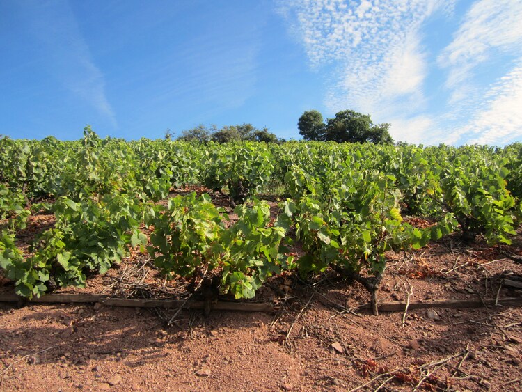 Les vignes de St Julien..