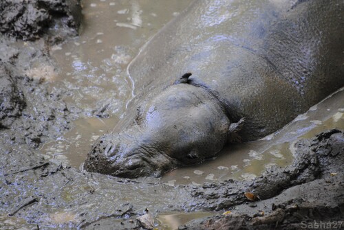 (3) L'hippopotame pygmée.
