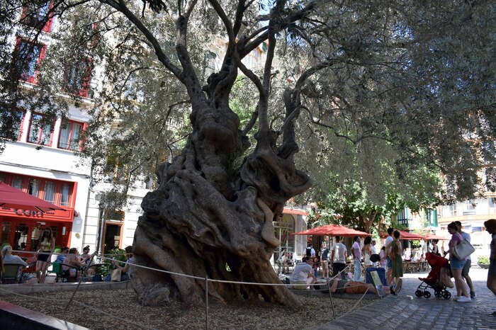 Mallorca - Palma - L'olivier de la place des Cortats