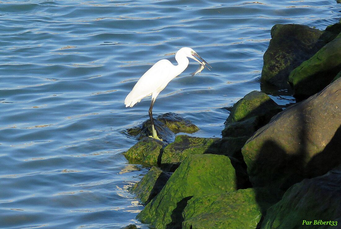 une aigrette qui a faim ...