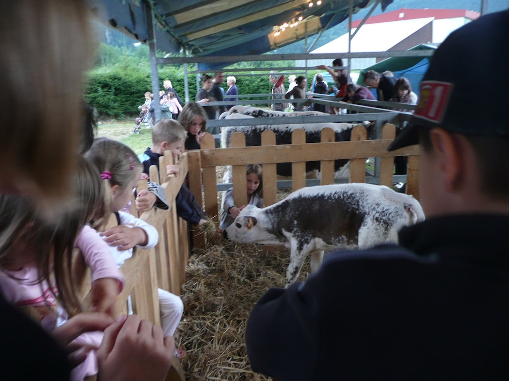 DEFI DE YANN: les Vaches!