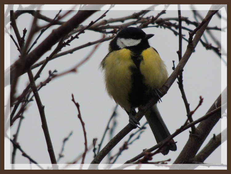 Oiseaux de nos jardins.Mésanges bleues,pinsons,mésanges charbonnieres.Images gratuites.