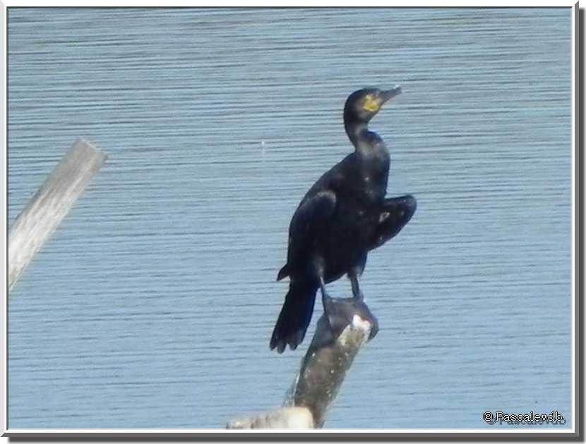 Sortie au parc ornitho du Teich