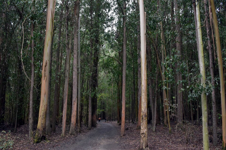 J72 - Chemin vers O Pedrouso - Dans les bois d'eucalyptus