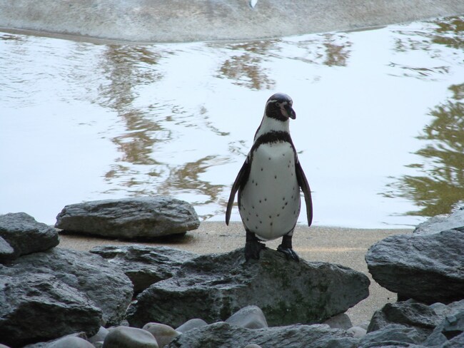 Zoo de Beauval.