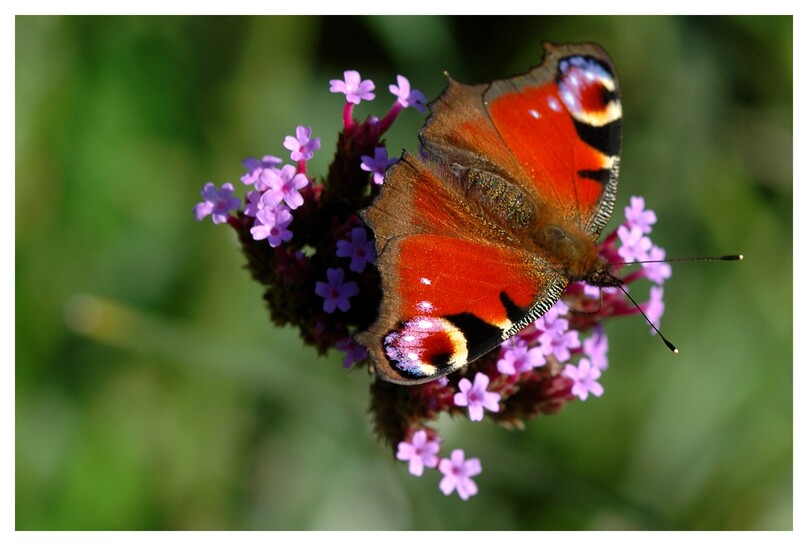 Biodiversité au jardin