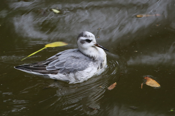 Le Phalarope des Buttes-Chaumont