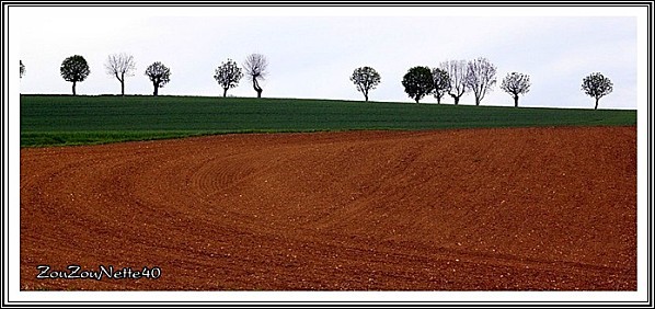 CAMARGUE PAYSAGE ARBRES 3