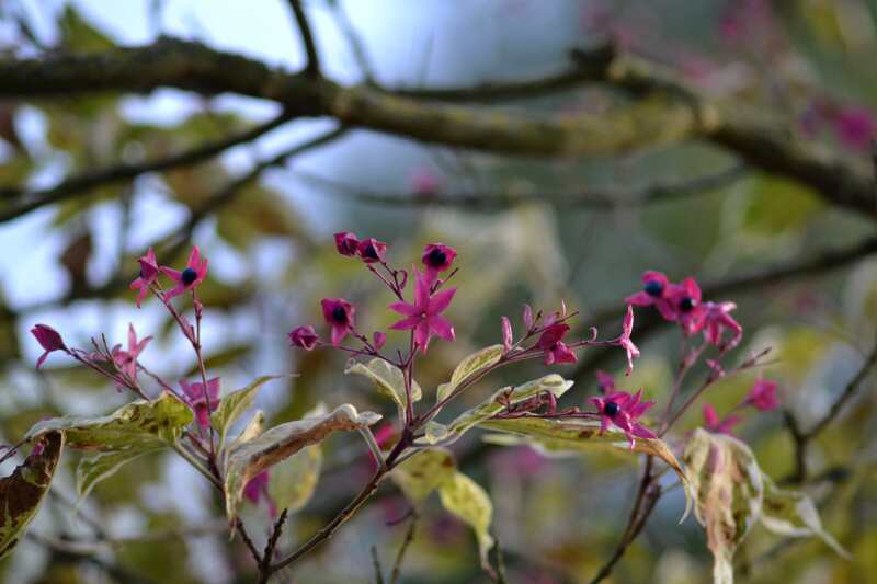 Fleurs de l'arbre du clergé en automne.