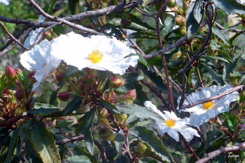 Une belle fleur blanche