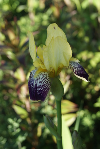 iris ' Nibelungen '