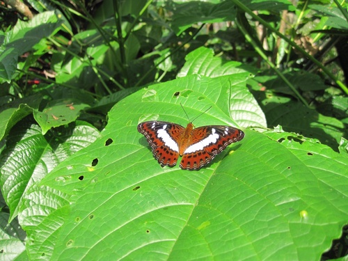 Papillons de Bali 4