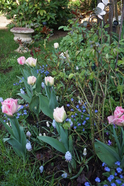 Tulipe double tardive Up Star à fleurs de pivoine