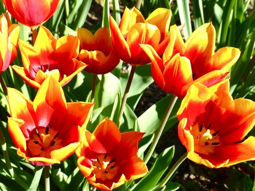 Papotage tulipe :