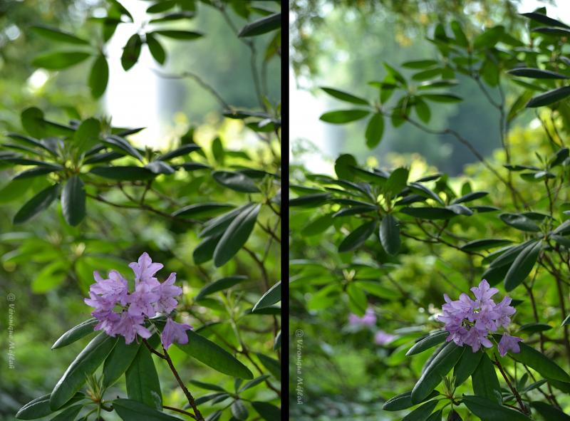 Rambouillet : Rhododendron ponticum