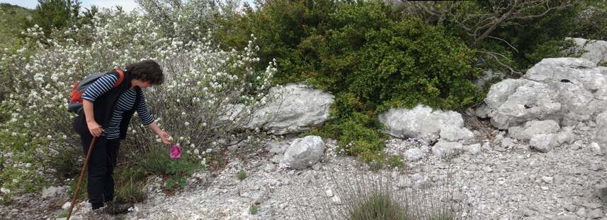 Pivoine des Peyres Martine...