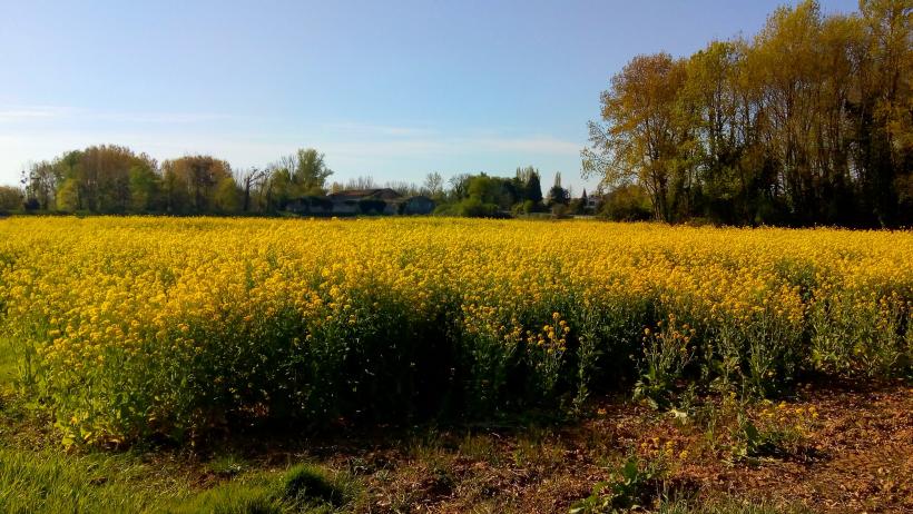 Champs de Colza a Barsac(Gironde)
