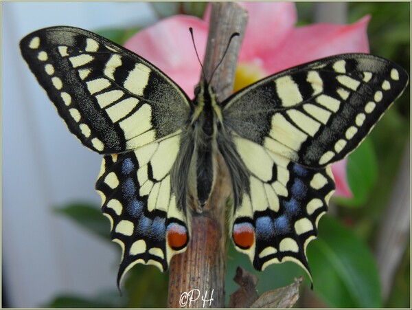 Naissance du Machaon