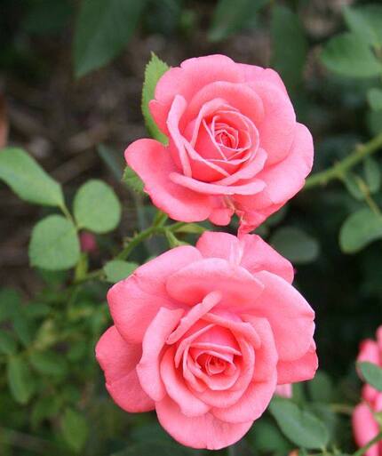 Les Roses de Warren : Pink Bliss